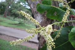 Terminalia chebula